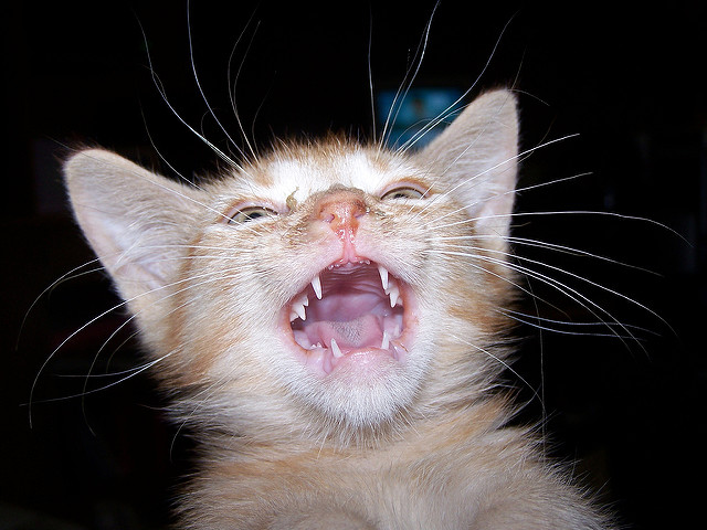 evil laughing cat