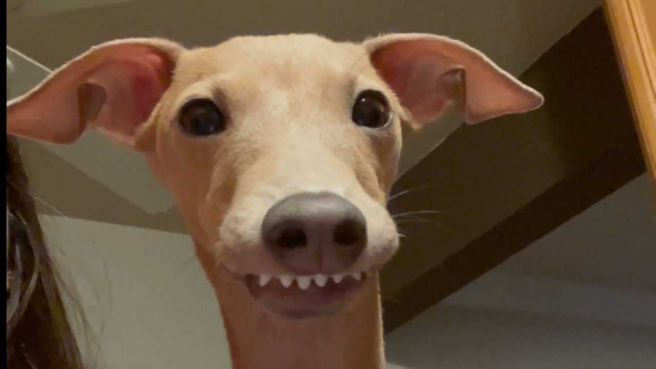 Links Toothiness CUTETROPOLIS