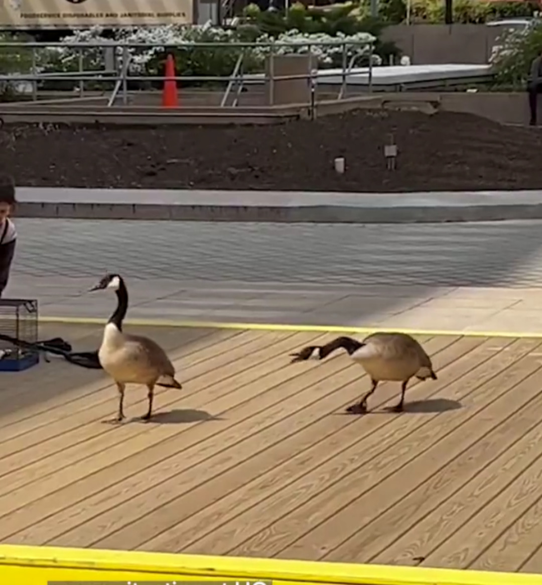 Mild Goose Chase CUTETROPOLIS