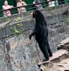 fake bear in zoo