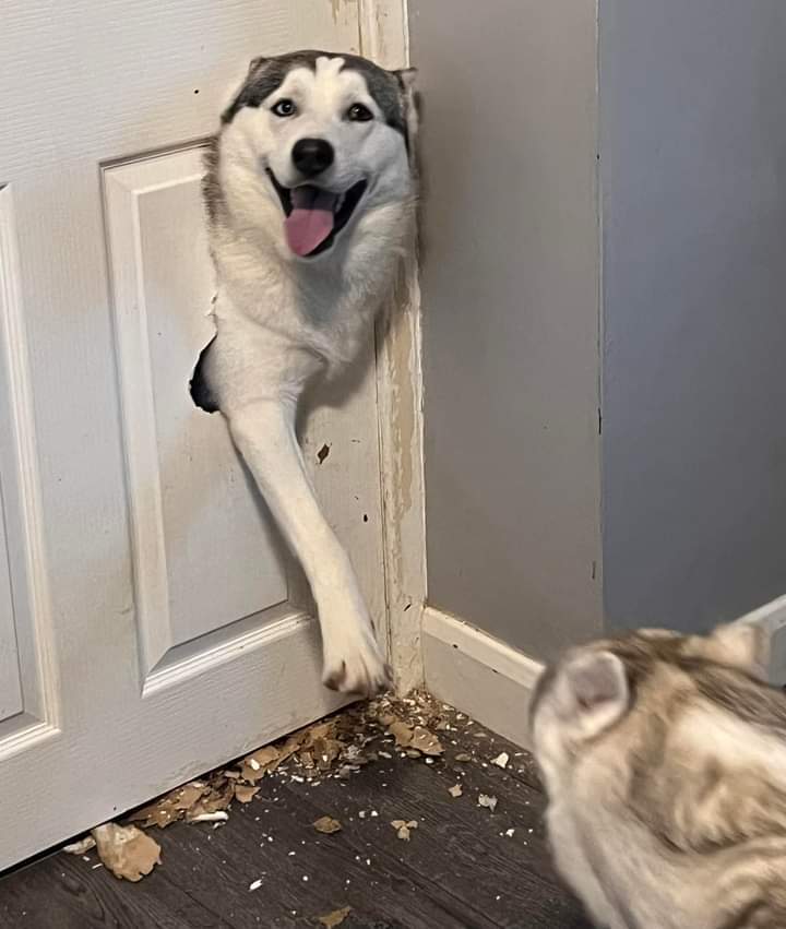 like-the-new-dog-door-cutetropolis