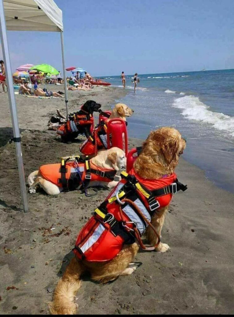 Whos A Good Baywatch CUTETROPOLIS