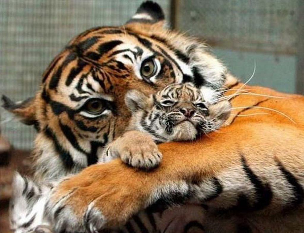 Tiger cub held by mother