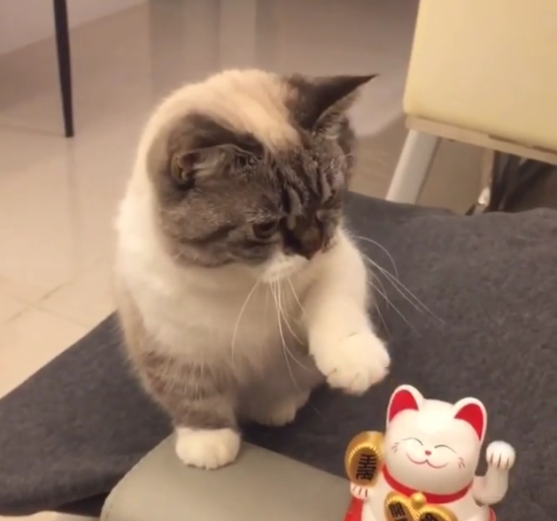 Send Cat Toy To Kathmandu Send Cat Toy To Kathmandu