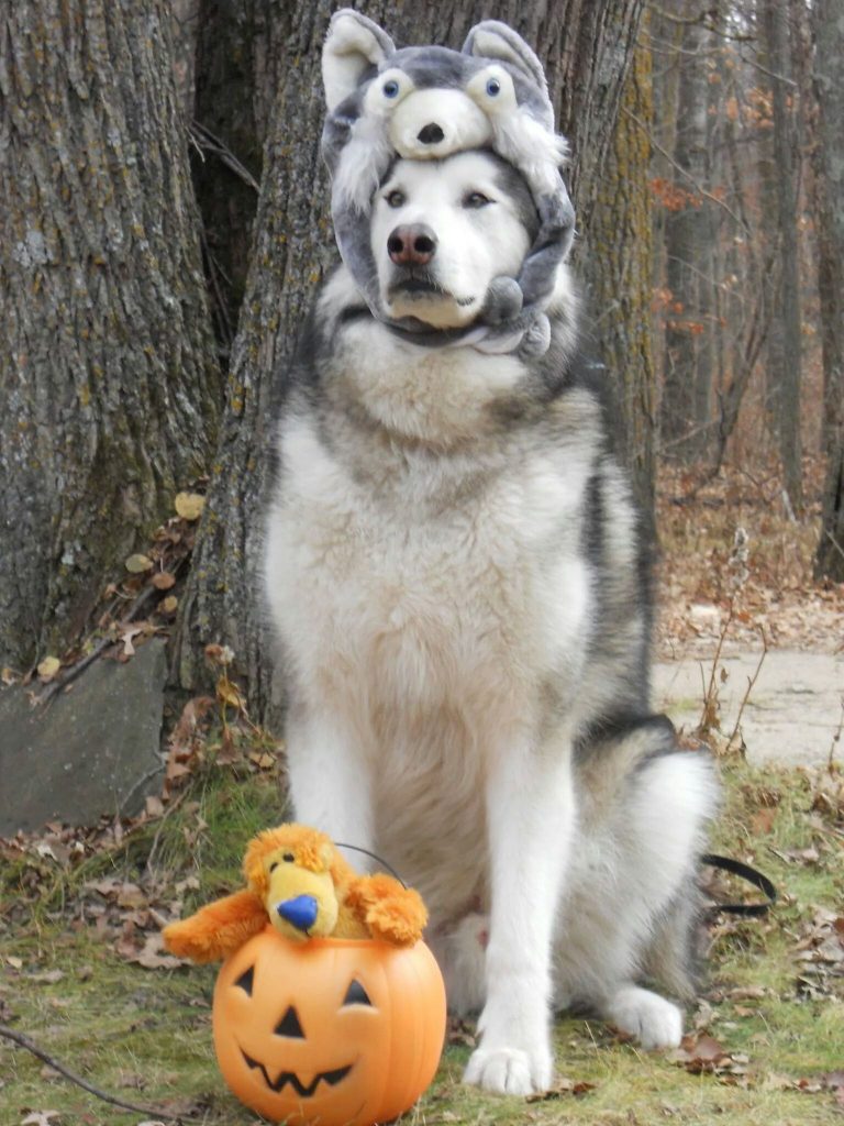 malamute dog wears wolf head costume. 