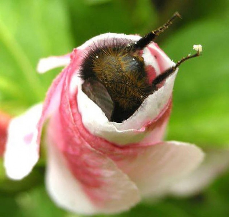 Bee headfirst in flower