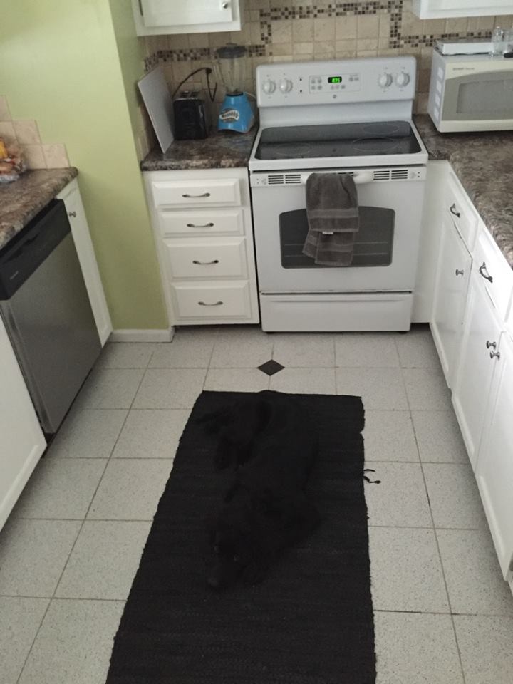 black dog on black rug
