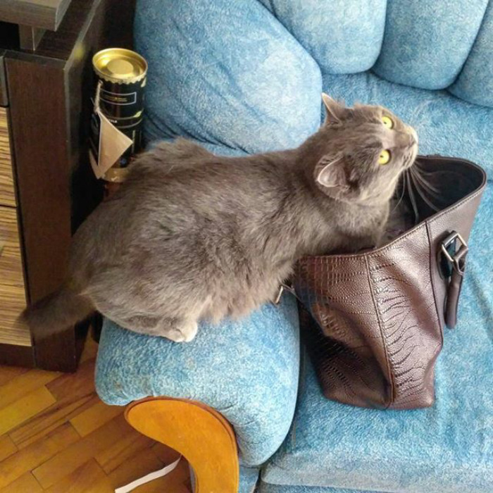 cat rifles through purse