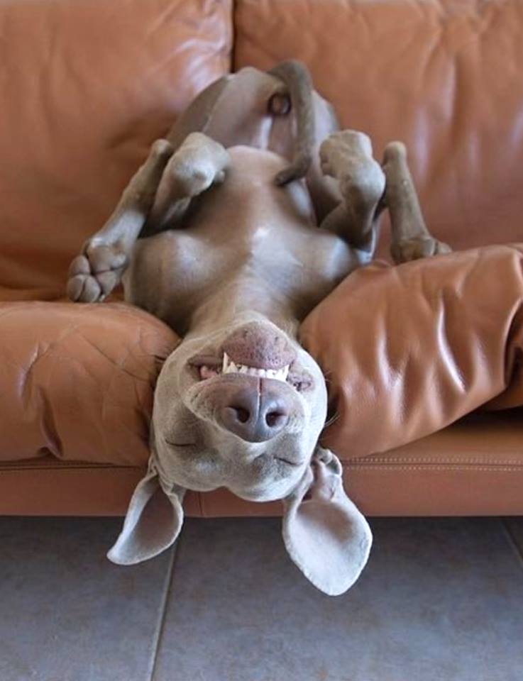 Upside Downward Dog \u2013 CUTETROPOLIS