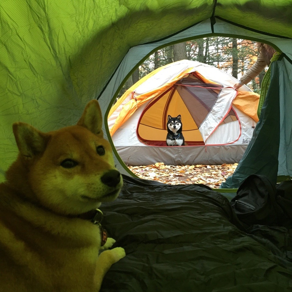 dogs in tents