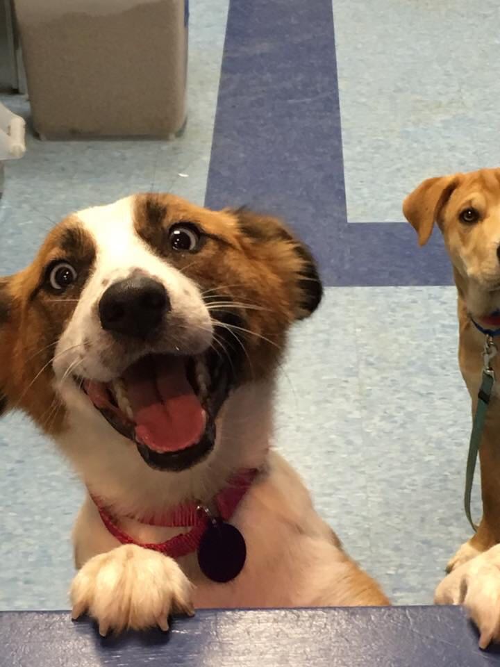 a dog with an insanely happy smile looks at you.