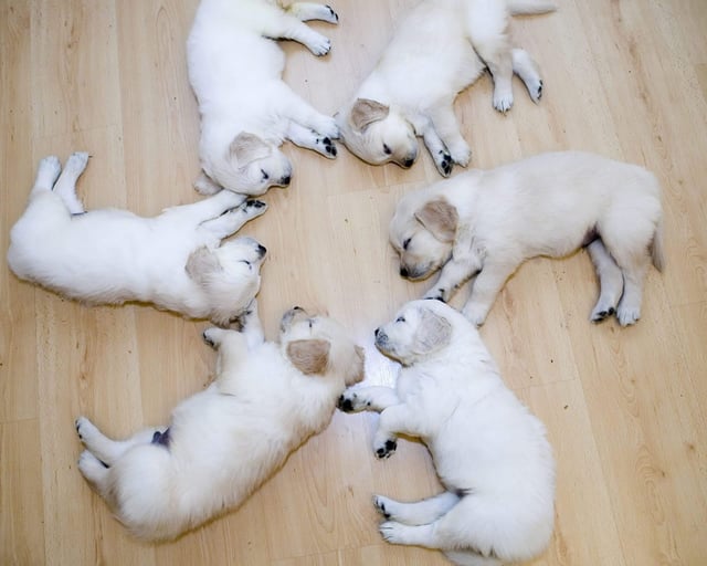 Six sleeping white puppies are arranged in a pinwheel circular pattern