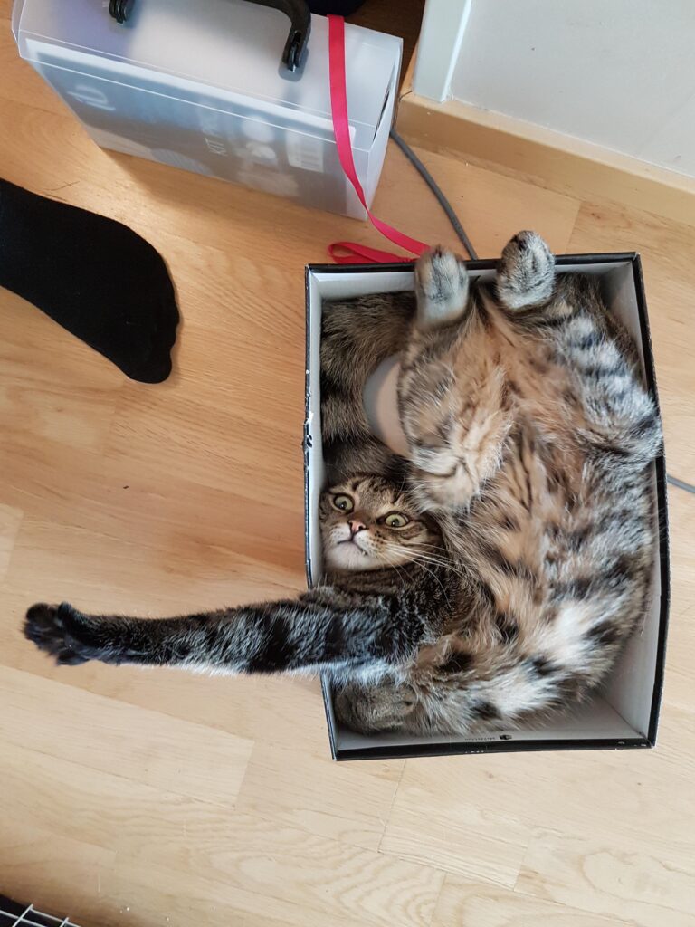 A cat lies on its back inside a small shoebox with its head is tucked beside its body and one of its arms dangles out of the box