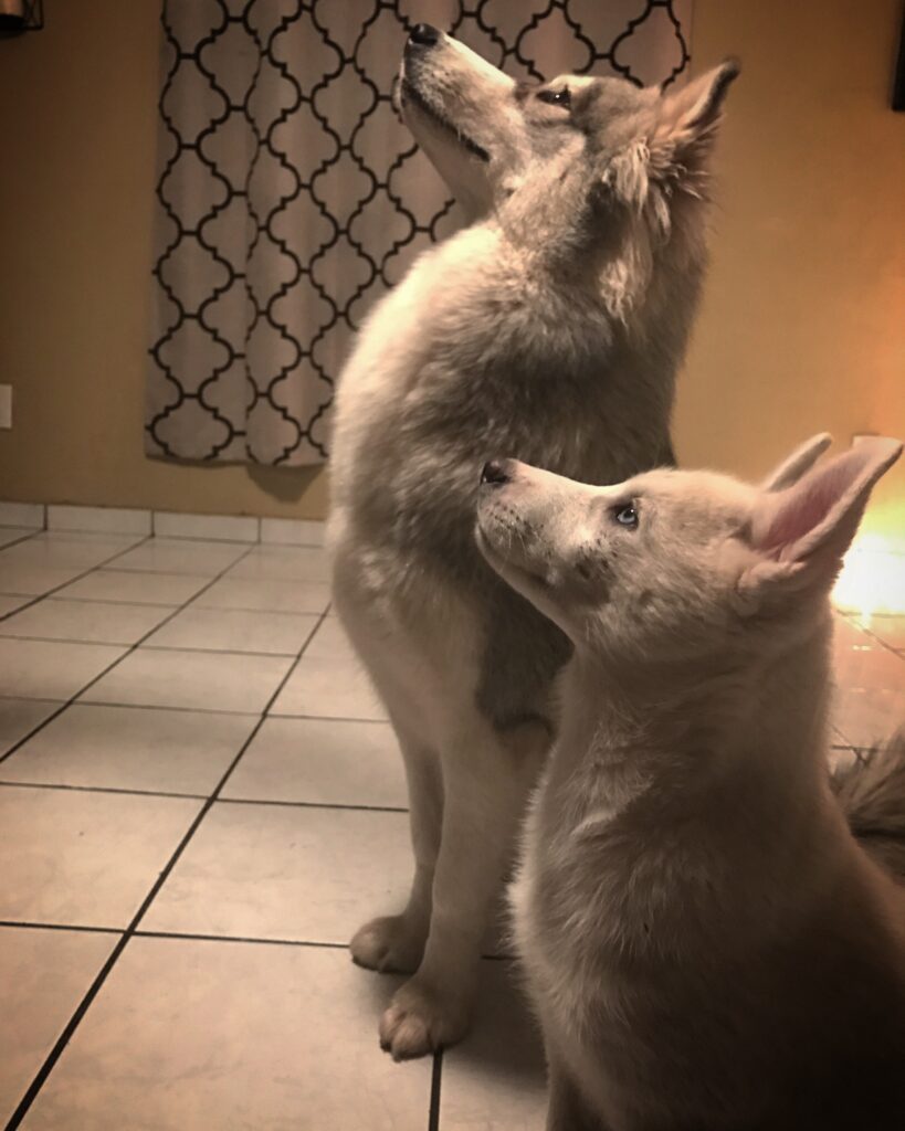 Two dogs stand looking to the left with their heads pointed high