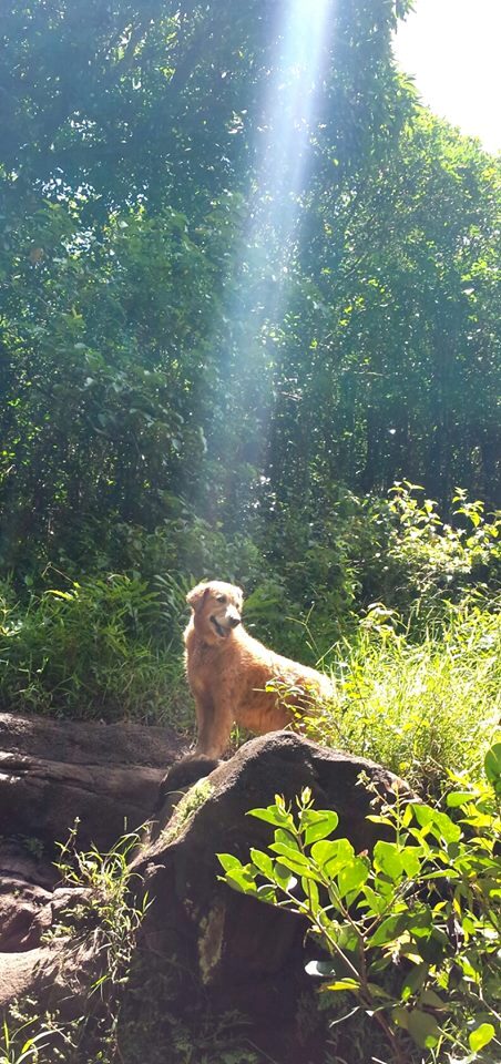 A Golden retriever dog stands on a large rock in a forest clearing. A single sunbeam of light from the sky touches the dog's head.