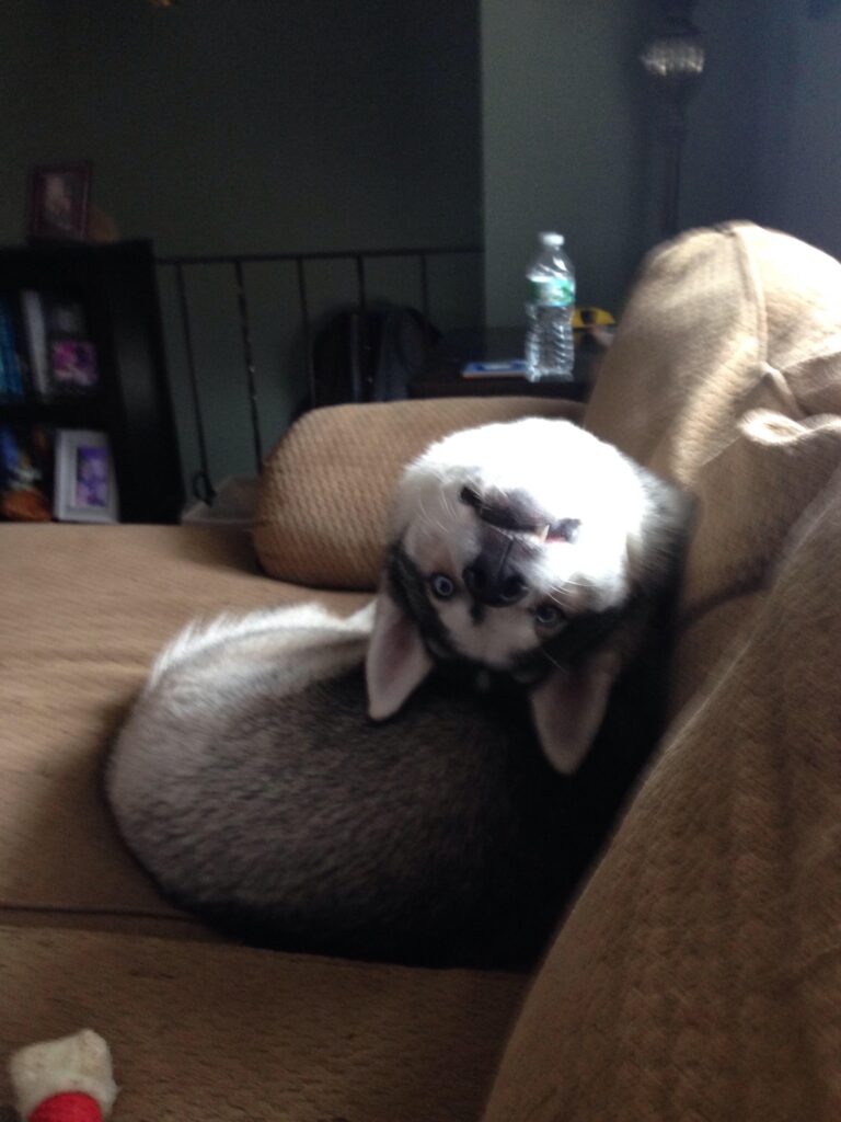 A husky dog sits on the couch and tilts its head all the way backwards to look at you