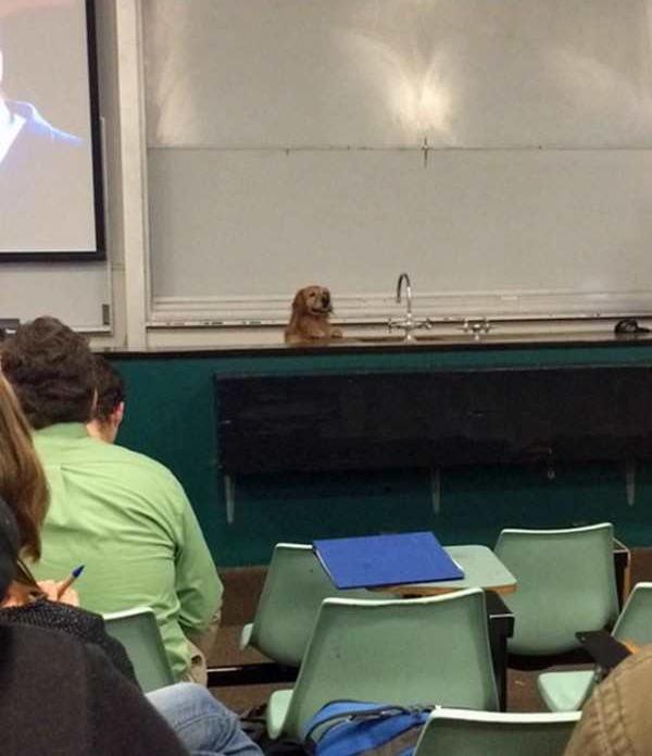 In a college lecture hall, a golden retriever dog stands behind the desk facing the students