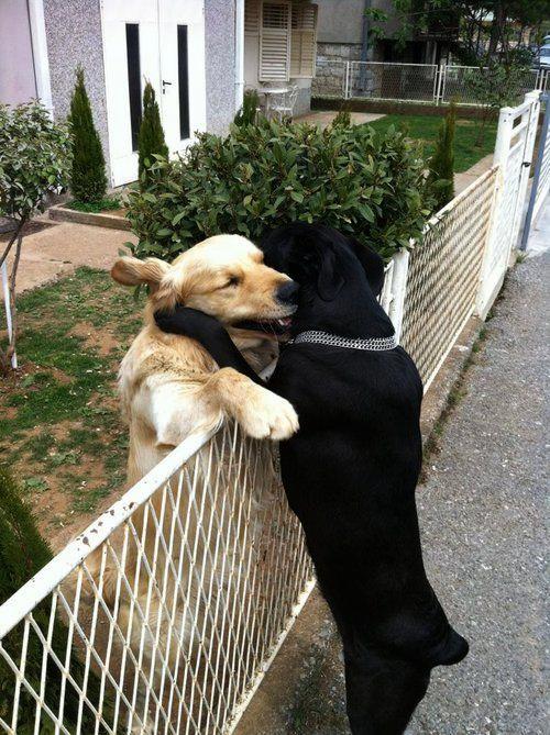 To retriever dogs one golden and one black embrace each other over a fence