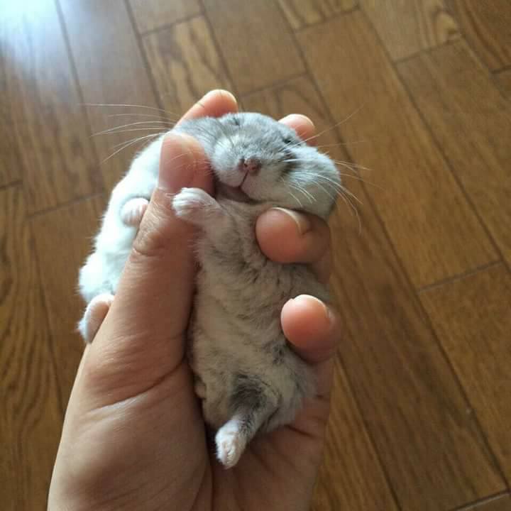 A hamster lies on its back inside a human hand, blissfully gripping the thumb with its paws