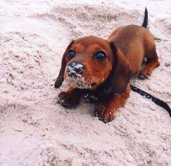 A dachshund puppy with reddish copper colored fur poses on a sandy beach, with sand on its nose