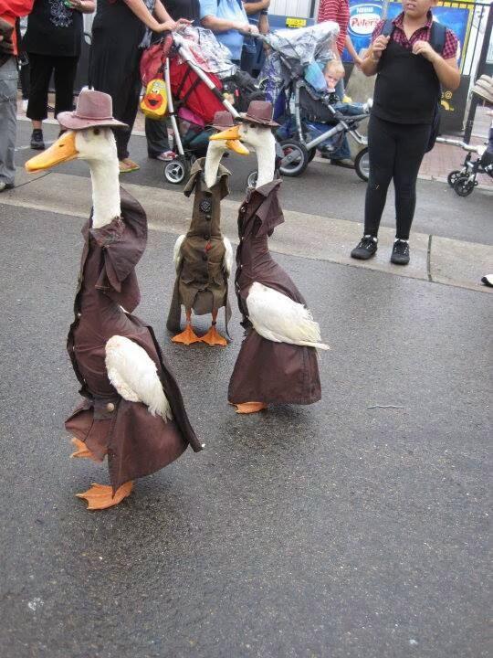Three ducks wear brown coats and fedora hats standing among a crowd of people