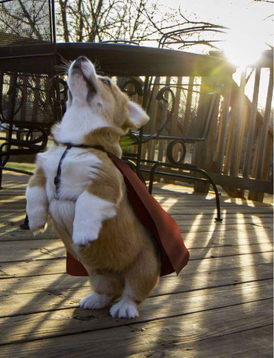 On an outdoor deck a corgi dog stands on its hind legs while wearing a piece of cloth tied around its neck like a cape