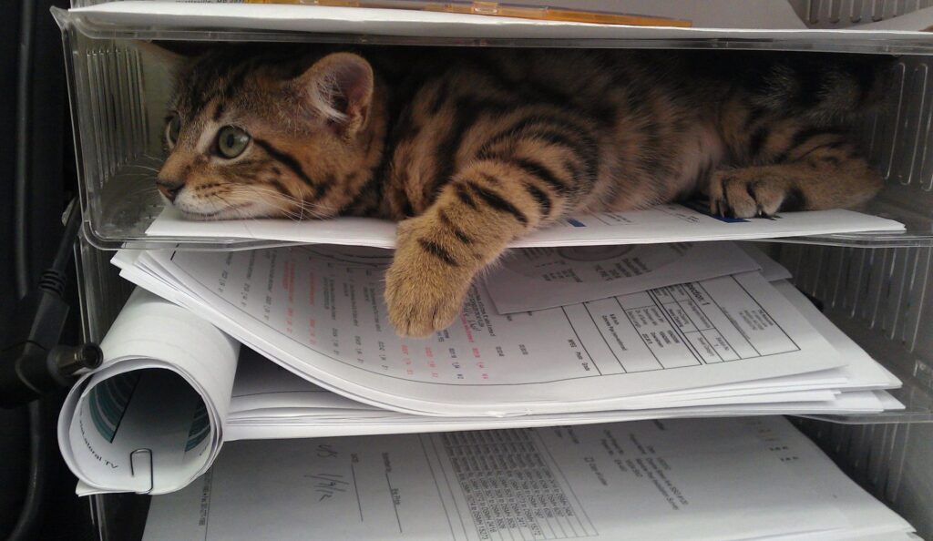 A cat with black and orange tiger like stripes hides within an office cubbyhole full of forms and papers. The cat appears to be intently watching something.