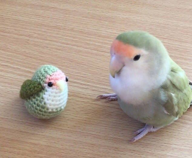 A small parrot with teal and pink feathers contemplates a miniature parrot made from crochet in similar colors