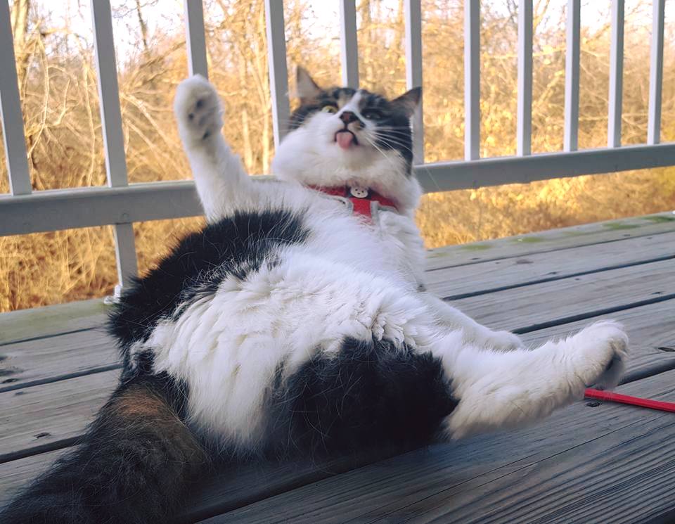 A black and white cat lies on its back on an outdoor deck. The cat lifts its head up with its small pink tongue pointing out. The cat's right arm appears to be waving in the air.