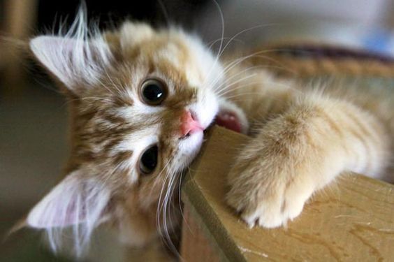 That's good, I'm going to need it. A kitten chews on a corner of a coffee table.