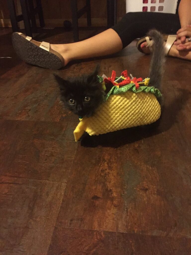 A tiny black kitten wears a costume that makes it look like a taco