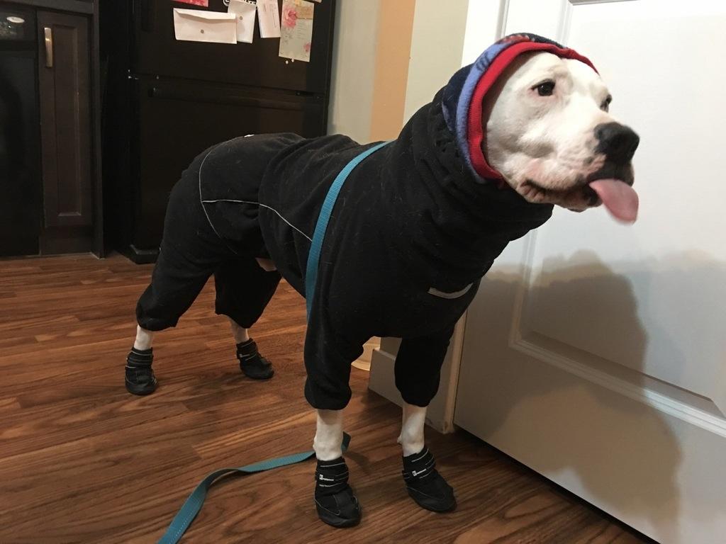 a dog wears an insulated suit that covers head to toe, leaving only the face exposed. The dog's tongue is sticking out.