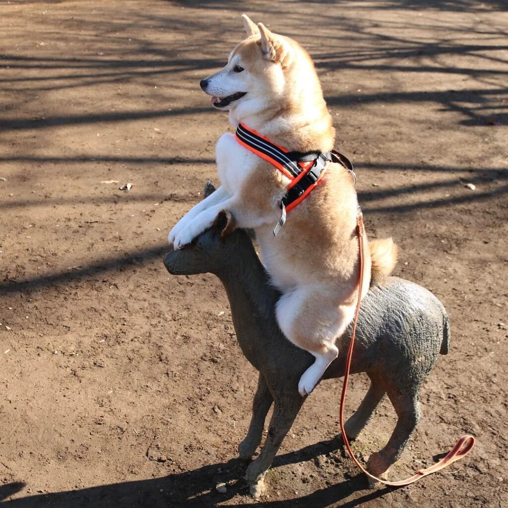 A Shiba Inu dog straddles the back of a statue of a small deer