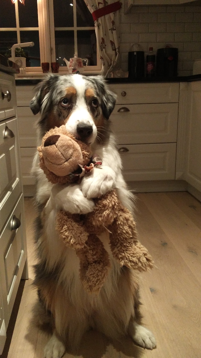 sad faced dog holds stuffed bear