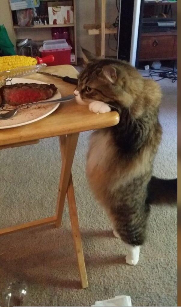 A cat stands on its back legs in order to see over the top of a TV tray. On the tray is a dinner plate including a juicy steak.