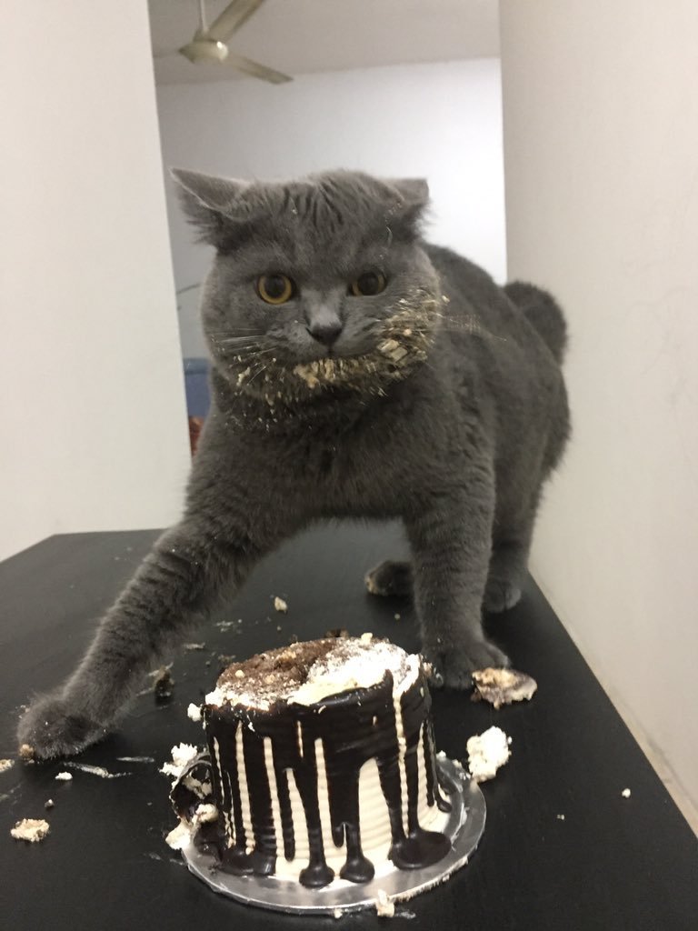 A cat stands behind a decorated cake, from which he has taken a generous bite.