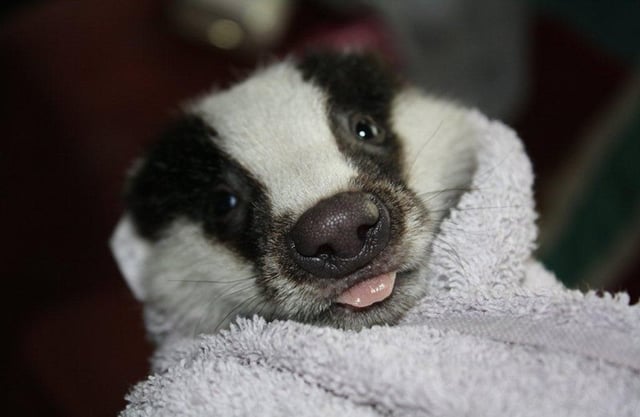 Close up of the face of a badger poking out its pink little tongue