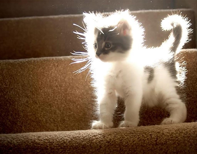 Go forth and sin no more, vile doberman! A kitten with white fur stands in a shaft of light, which causes its fur to glow