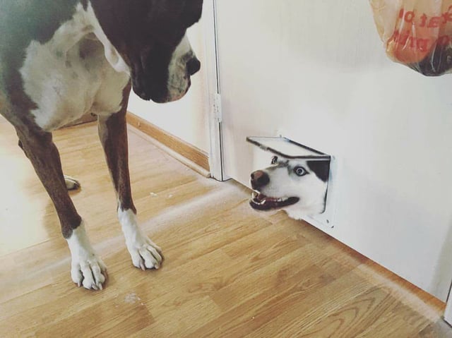 I think I'm having a near-birth experience! That was the first joke, by the way. A boxer dog looks down at a pet door. Q husky dog is poking its head through the opening