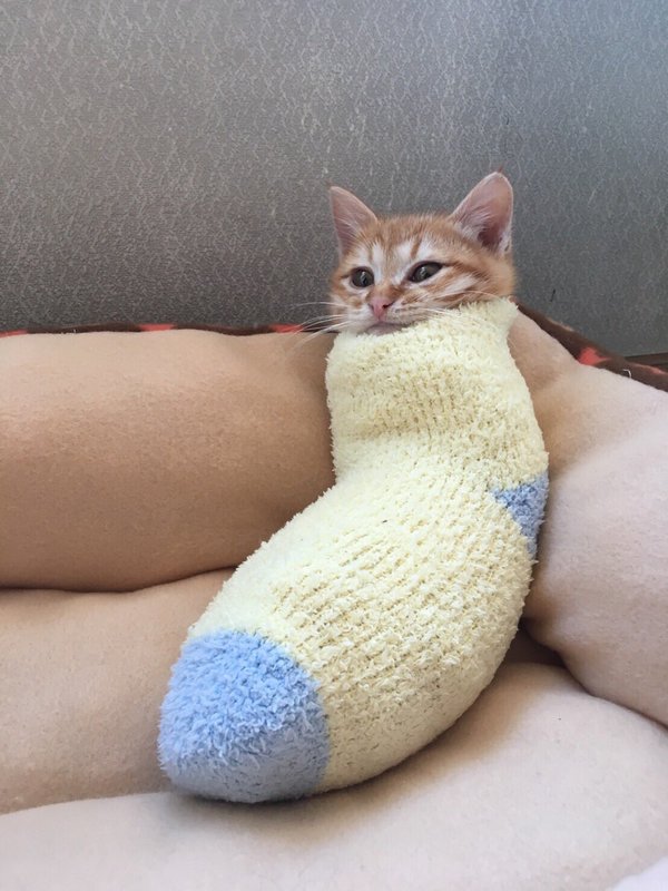 A kitten is encased from the neck down inside a small sock, creating the appearance of an insect larvae.