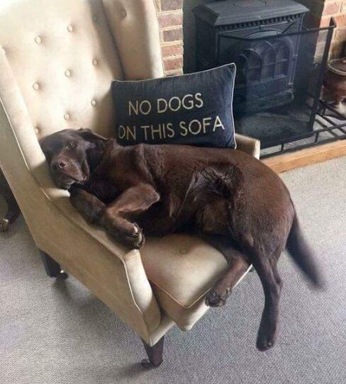 A dark brown retriever dog sits on an upholstered chair. A pillow behind the dog reads "no dogs allowed on this sofa."