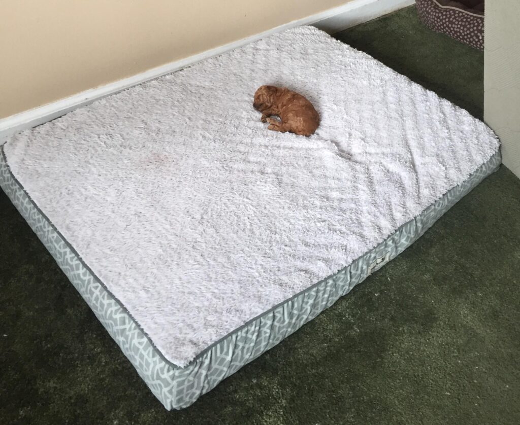 It's too crowded, actually. A small puppy curls up in one section of a large mattress on a floor