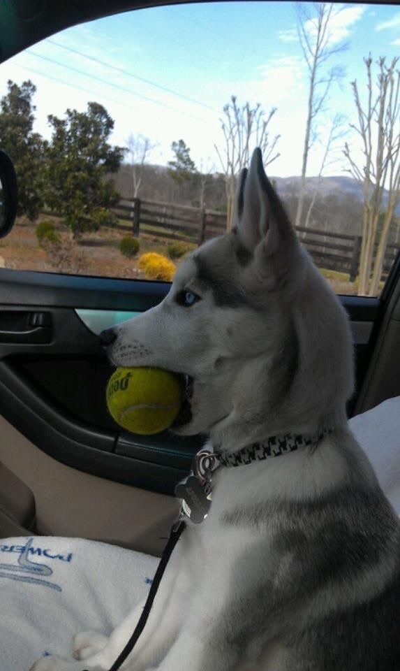 A husky dog sits in the passenger seat of a car holding a tennis ball in its mouth. The dogs expression is one of grim determination.