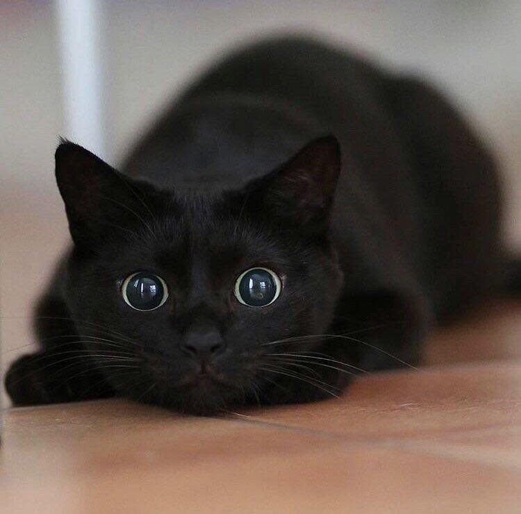 A black house cat crouches low against the floor with its pupils widely dilated