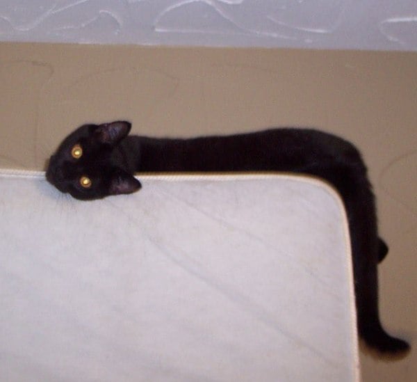 A black cat, viewed from overhead, bends around a corner.