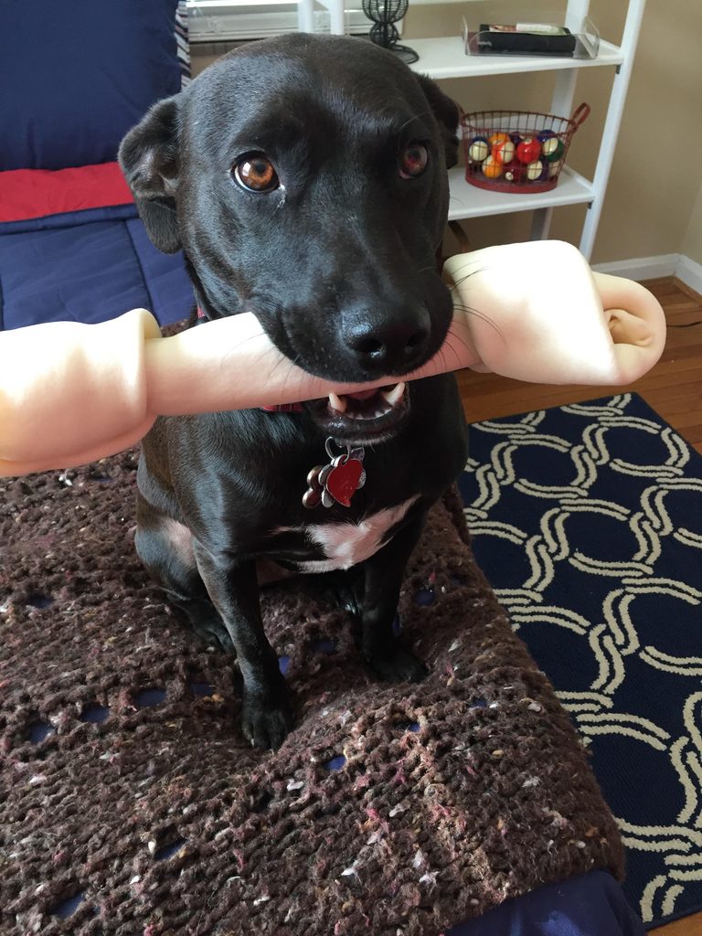 A black labrador retriever dog sits on the floor and holds a giant rawhide chew bone in its mouth. The pinkish tint of the photograph makes the bone look something like a human arm.