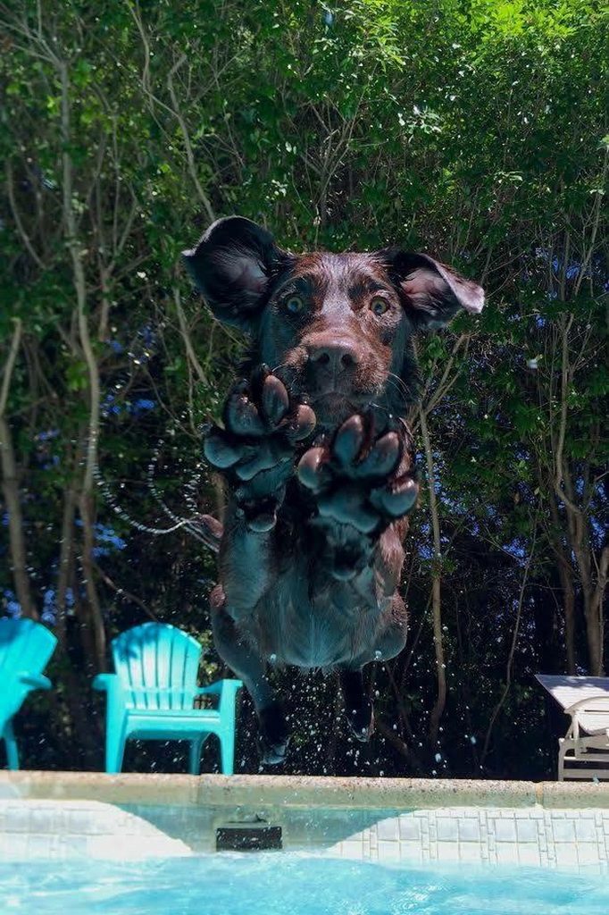 A laboratory retriever dog leaps into a swimming pool, its paws outstretched towards you.