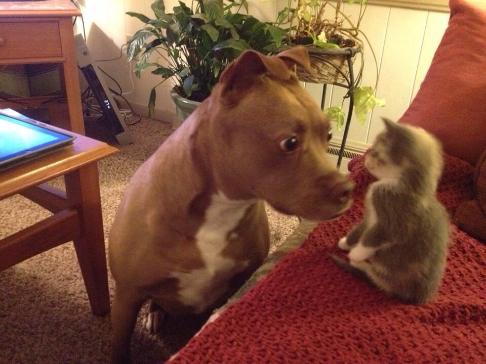 A dog stares intently at a kitten.