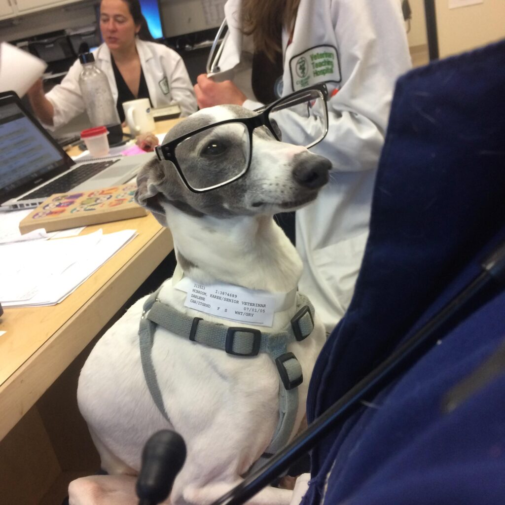 In a medical office, a dog wears black glasses that are comically too large for its face. Two women wearing white coats work with papers in the background.