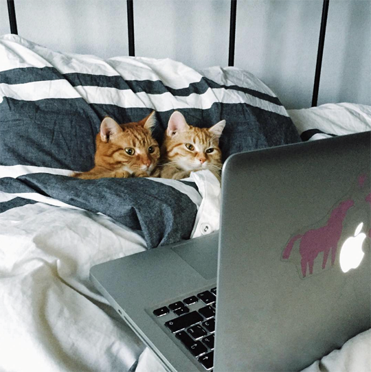 Two cats huddle under bedsheets, looking at the screen of a laptop computer.